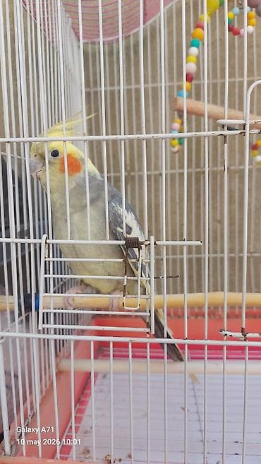 lalafo quşlar: Korella popuqayı danışır 3 dənə söz bilir – çox mehriban bir quşdur — 7