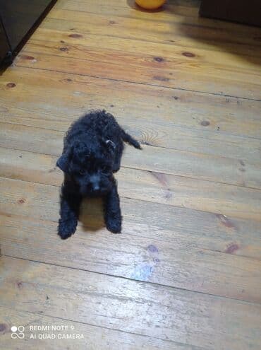 сколько стоит миниатюрный пудель: Пудель — 4