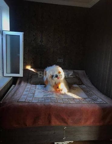 100 kv. m, 3 otaqlı, İnternet, Su, Qaz