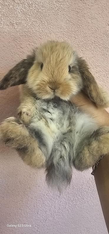 doberman qiyməti: Holland Lop (lop-qulaq) dekorativ dovşan balası 2 aylığdı baxa — 2