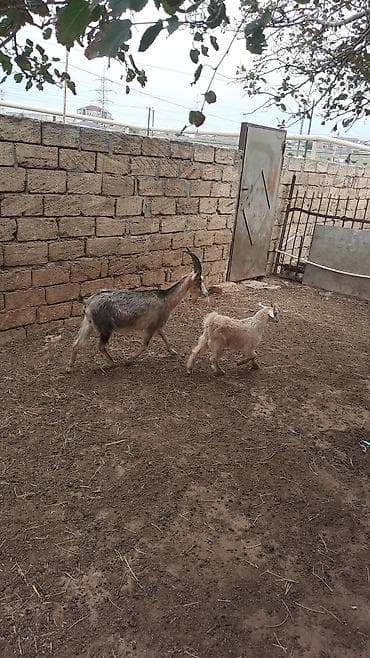 keci satisi: Qoyun-keçi təsərrüfatı üçün anaç keçilər və balalar paketi - Növ — 7
