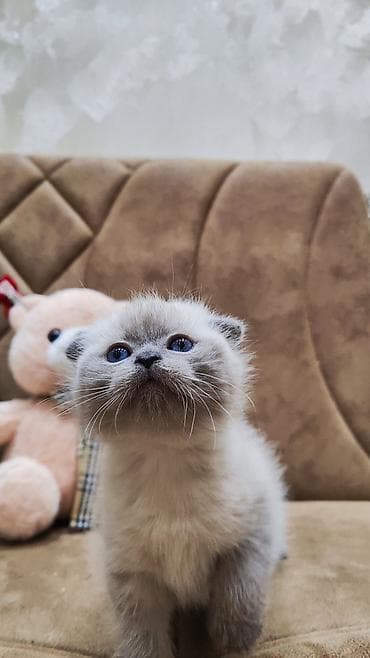 pişikler ucuz: Şotland, Erkək, Cütləşmə üçün — 5