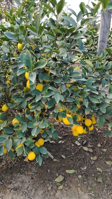 tikanlı bitkilər: Super limon irili xirdalı bir yerdən 0.20qəp — 2