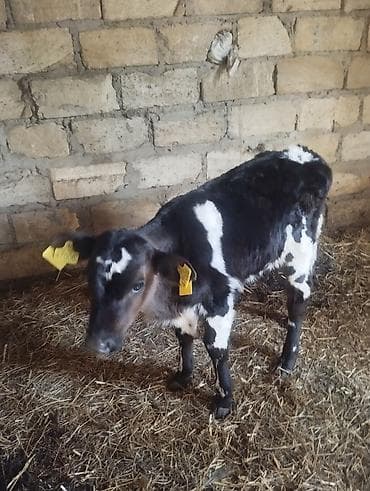 simmental danalarin satisi: Erkək simental ot yeyir — 1