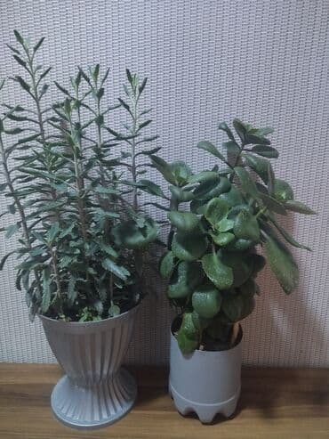 Gübrələr: Sukkulent “Kalankoe – Bryophyllum (Mother of Thousands)” saksıda — 2