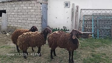 qoyun quyrugu: Qarabaş tipli 3 baş qoyun - Cins: qarabaş/yerli qoyun - Rəng: tünd — 3