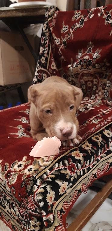 pitbul itler: Pitbul — 4