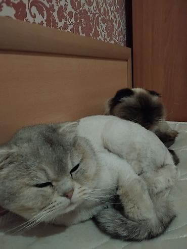 pisiklər: Britan — 4