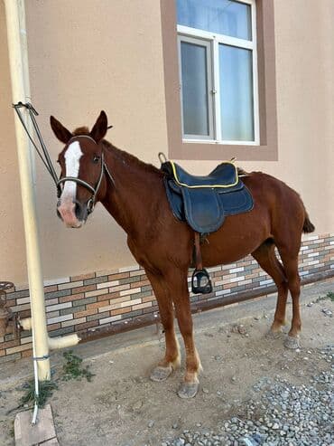 Atlar: Dişi, il: 4, Ödənişli çatdırılma — 3