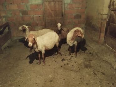 qoyun əti qiyməti: Dişi, il: 3, Damazlıq, Ünvandan götürmə — 4