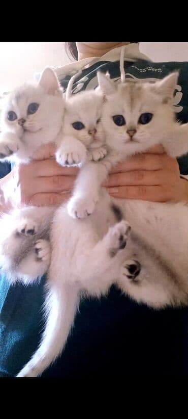 kanqal balası: Britan, Erkək, Dişi, Yaxşı əllərə, Ünvandan götürmə — 6