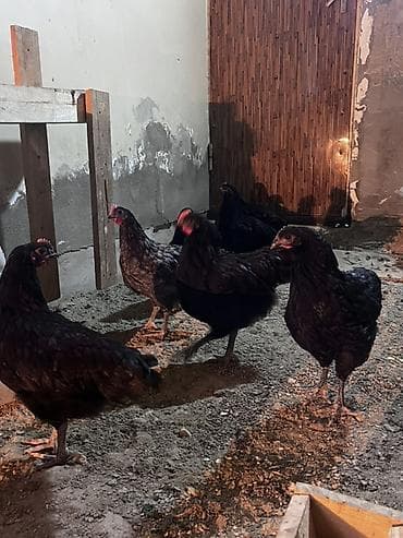 Куры: Курица, Для яиц — 2