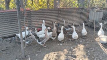 Akvariumlar: Qazlar — 2