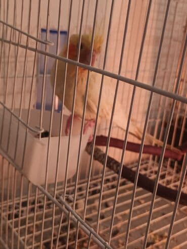 большая клетка для попугая: Karella erkek — 2