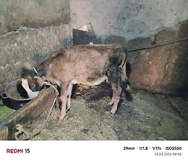 inek satislari: Südlük inək və buzov - Cins: yerli qarışıq, al-şabalıd-ağ rəngli — 4