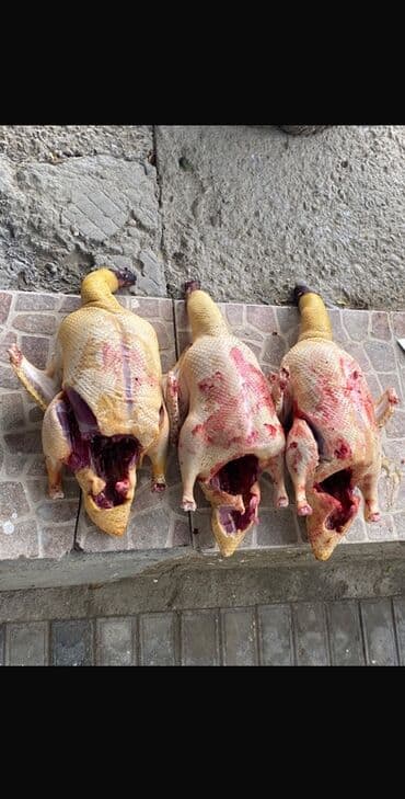 Lincoln: Bu gün kəsilib Təmizlənmiş lal ördək kənd ördəyidir kiloqramı 15 azn — 1