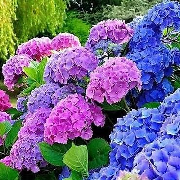 gül və çiçək adları: Bütün Bölgələrə çatdırılma var ətraflı whatsapp la əlaqə saxlayın Bağ — 2