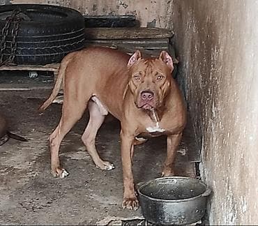 avcarka balasi satisi: Pitbul, 1 ay, Ödənişli çatdırılma — 2