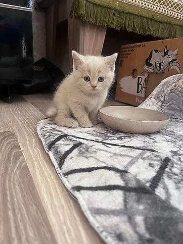 pisik geyimleri: Erkək, Dişi, Yaxşı əllərə, Ünvandan götürmə, Pulsuz çatdırılma, Ödənişli çatdırılma — 5