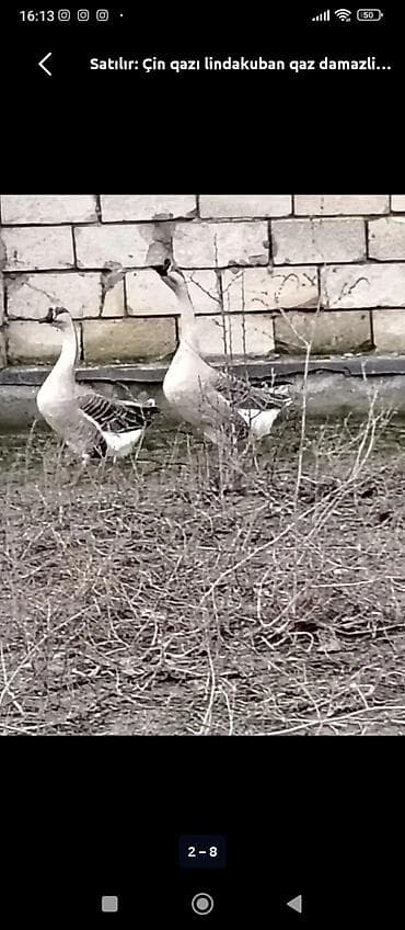 Balıqlar: Kimde belə kuban qazı varsa desin bir cüt lazimdi — 1