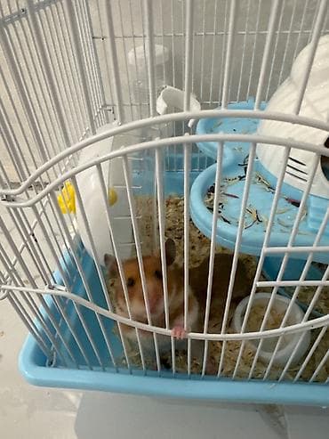 Hamster qəfəsi və aksesuar dəsti - Kompakt, çoxmərtəbəli metal qəfəs