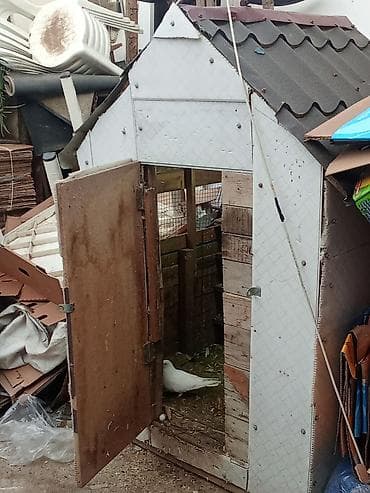 Məhsul: Ev şəraitində göyərçin saxlamaq üçün taxta/sandviç panelli