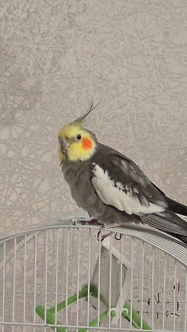 cütləş: Nimfa (Cockatiel) – gözəl rəng çalarlarına malik, xallı-boz tüklü — 1