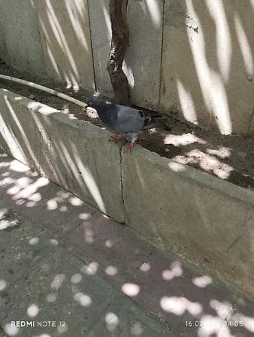 goyercin: Birinin qiymətinə 2 quş.Təmiz kəməri göylerdi.Cavan quşlardi .Uçan — 2