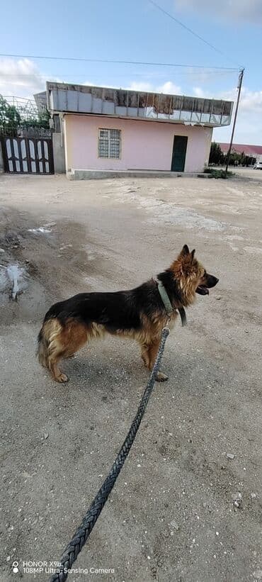 немецкие овчарки щенки купить: Немецкая овчарка — 1