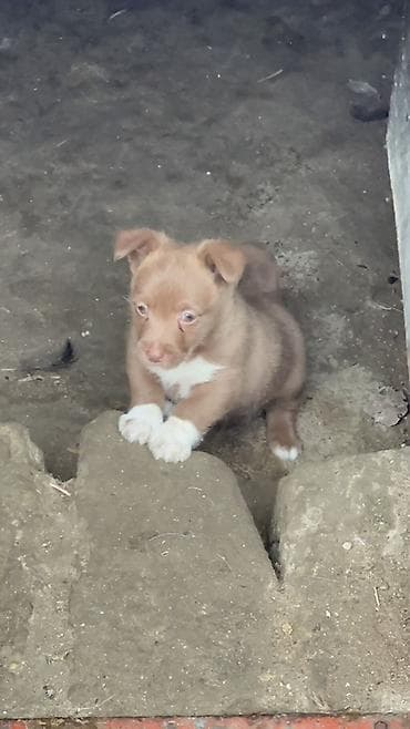 heyvan döşəyi: It balaları – kiçik ölçülü, qısa paltolu, qulaqları yuxarı-aşağı — 2
