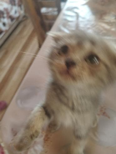 Şotland yastı qulaq lalafo.az -da Şotland yastı qulaq
