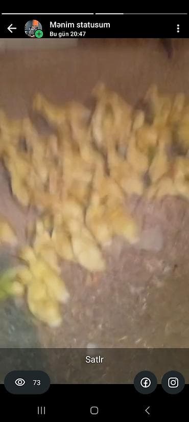 it sekil: Salam Allah her kesin malna berket versin 70 dene pekin ordek balasi — 2