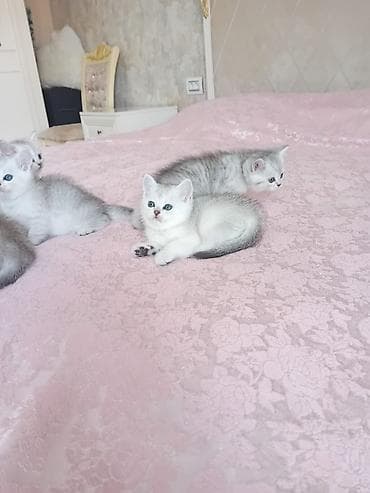 britan pisik: Britan — 7