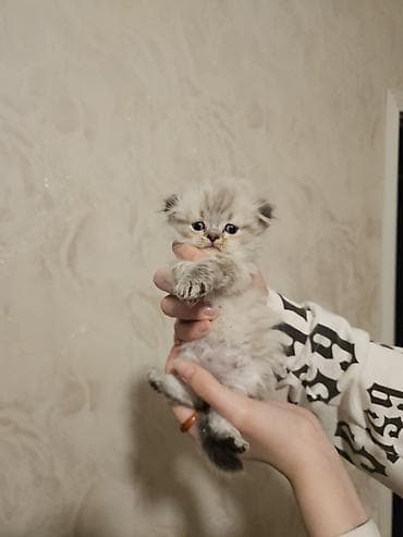 Птицы: Персидская — 4