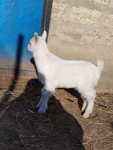 Balıqlar: Erkək saanen çəpişi.25 günlükdür.Üçəm doğulublar.Anasının süd verimi — 6