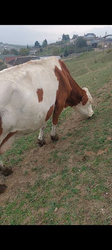 smental inekler: Simental tipli inək – qəhvəyi-ağ rəngli, qulaqlarda bir-birinə uyğun — 2