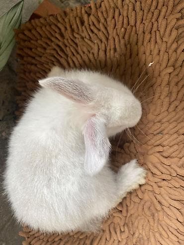 Digər heyvanlar: Ağ rəngli ev dovşanı - Növ: Ev dovşanı (albino tiplı – qırmızı gözlü — 4