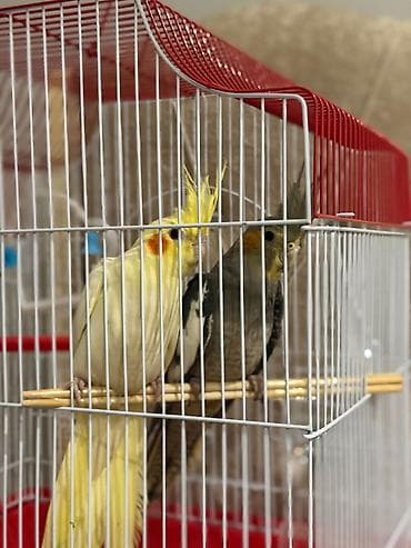 Digər quşlar: 2 dene 3 ayliq korela papuqayi satiram+qefes, yemi bir yerde 100 azn — 1