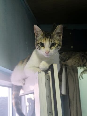 naxcivan heyvan elanlari: Türk anqora, Dişi, Yaxşı əllərə, Ünvandan götürmə — 10