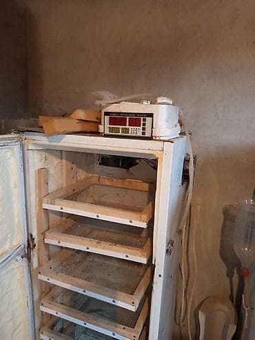 Bütün növ quşlaq üçün