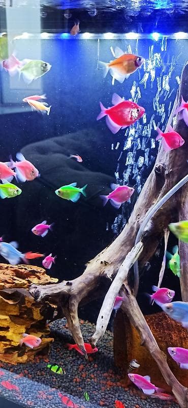 smental dana: Glofish, Sülhsevər — 3