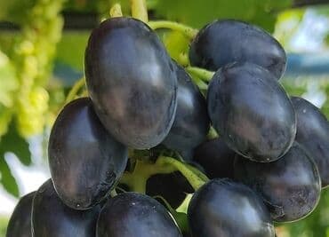 10 kva generator: Uzum ağacları topdan ve perakende satışı 1 ve 2 illik koklu tijler — 5