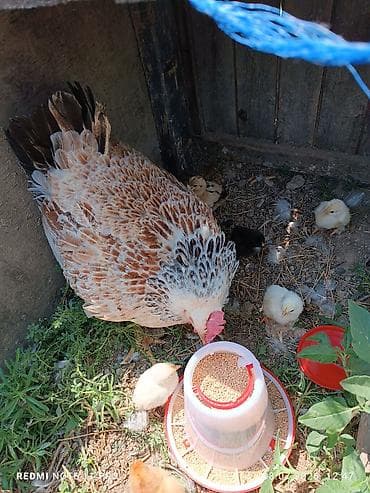 brama cuce: Toyuq cücələri, Damazlıq, Ünvandan götürmə — 2