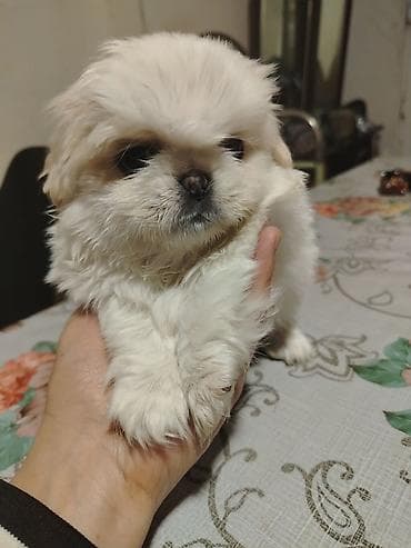 ov iti haqqinda melumat: Pekines, Erkek, Peyvəndli — 4