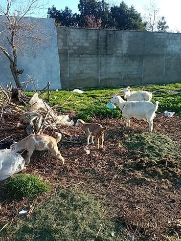 sudluk keciler: Məhsul: Evdə saxlanılan keçilər və balaları Təsvir: - Şəkillərdə süd — 1