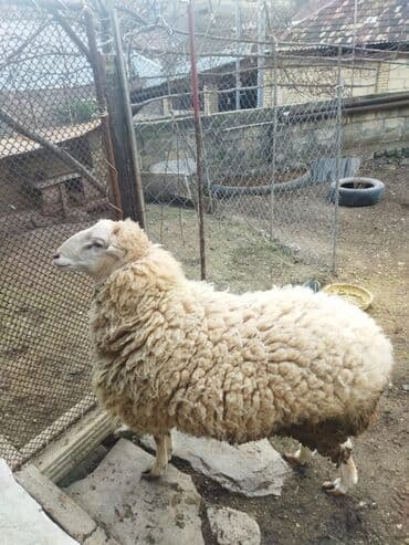 cins qaz: Qoyun – yerli təsərrüfatdan hərkəsə salam sağlam heyvandır.diri — 3