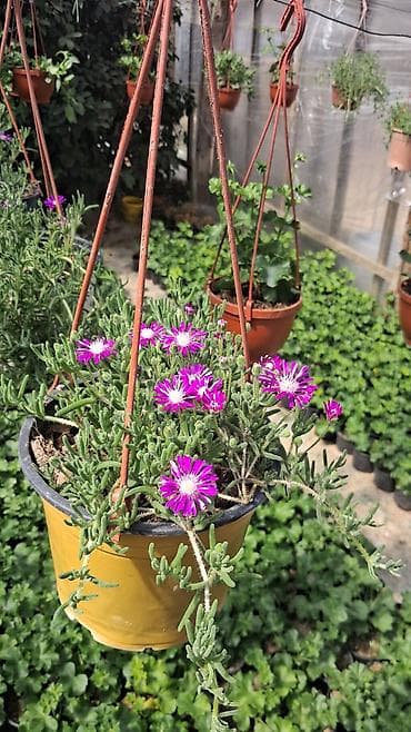 rozmarin bitkisi: Asıl asılan saksıda ətli bitki – Succulent (Delosperma/“Ice plant” — 2