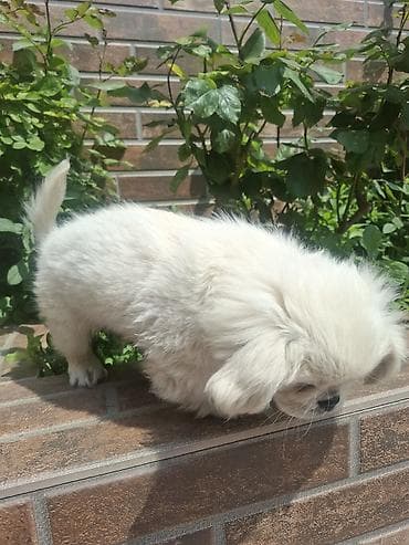 balaca ev itleri: Pekines, 3 ay, Erkek, Peyvəndli, Pulsuz çatdırılma — 10