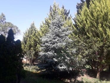 salyanda evlər: 15 otaq, 550 kv. m, Orta təmir — 26