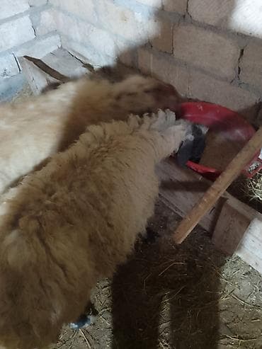 Pişiklər: Cüt 500 manat Alan adama endirim olacaq 1 aydı qoçunu alıb qoca — 2